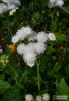 Ageratum houstonianum 'Weißer Schnitt' -- Leberbalsam